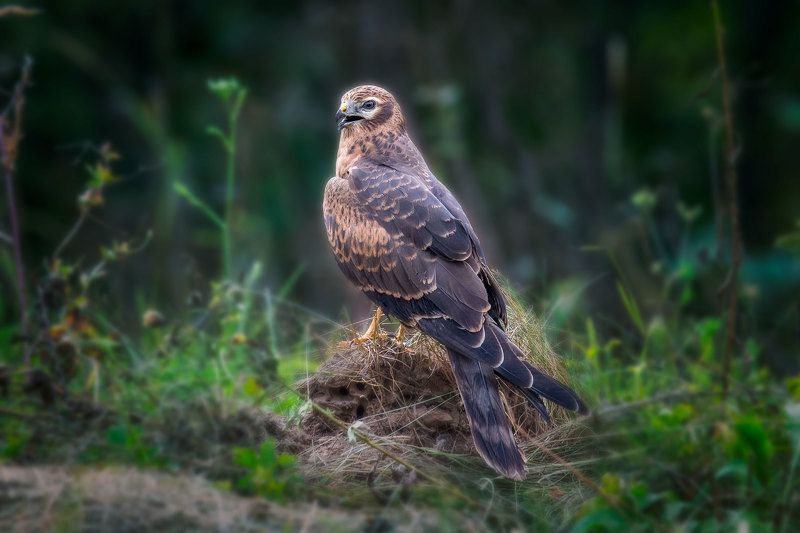 Луговой лунь photo preview