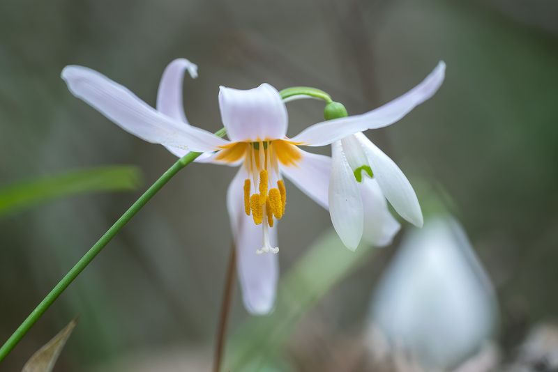 Обнимашкиphoto preview