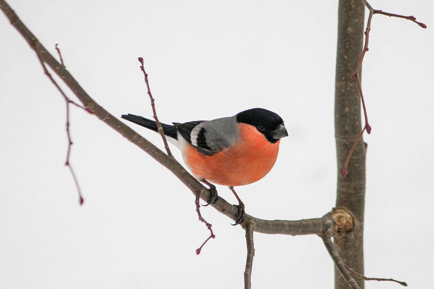 снегирь, КарОл