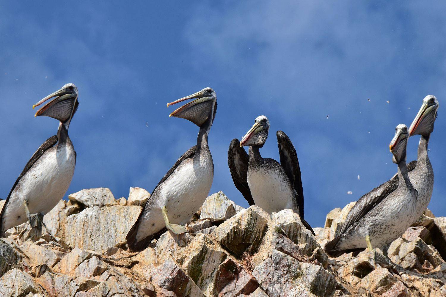 Во дает!. Автор: Наталия Щербина путешествие, животные, птицы, Наталия Щербина