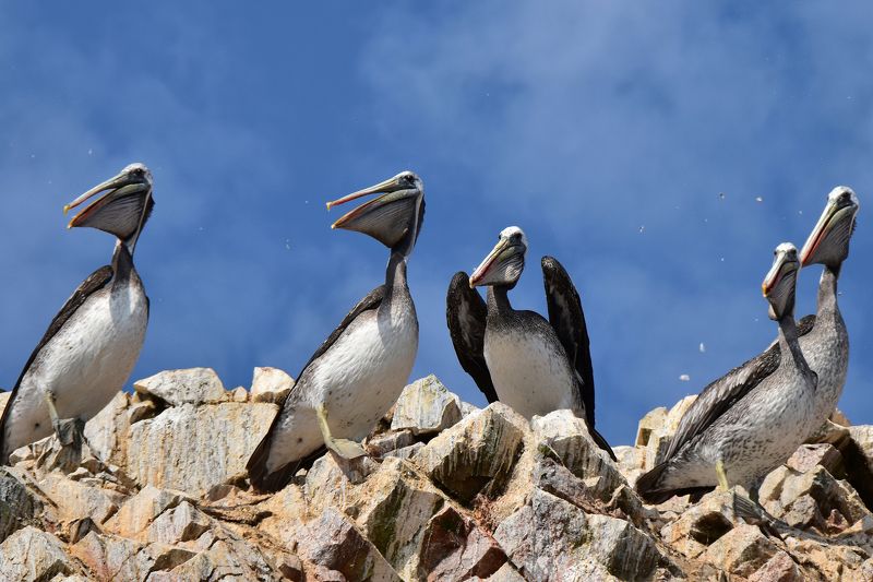 путешествие, животные, птицы Во дает!photo preview