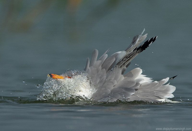 Pallas\'s gull Great black headed gull Pallas\'s gullphoto preview