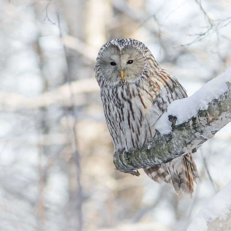 длиннохвостая неясыть Длиннохвостая (Уральская) неясытьphoto preview