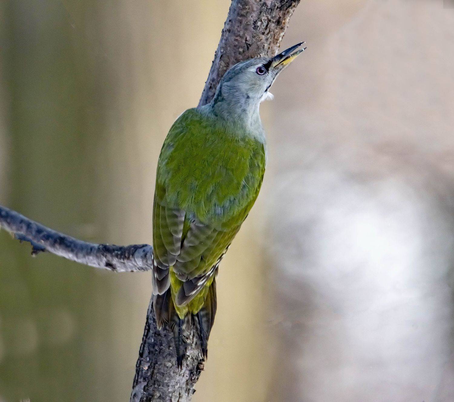 Седой дятел. Автор: Виктор Волынский , Виктор Волынский