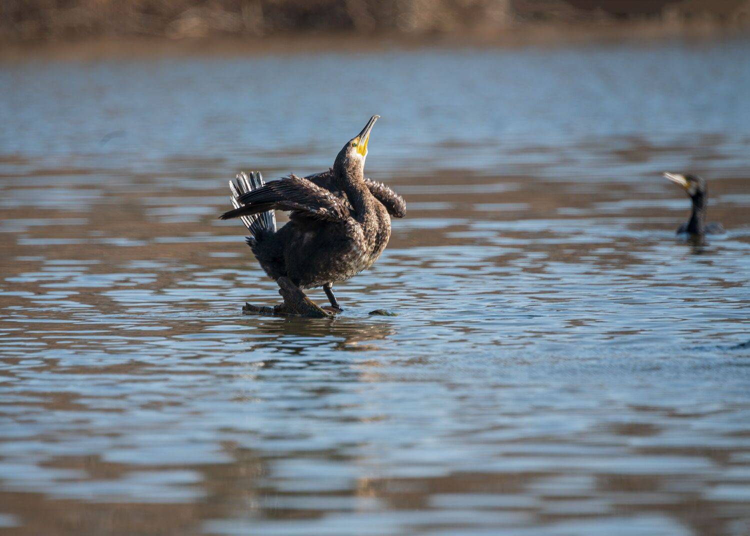 Мартовские игры. Автор: Алексей Рыльский большой, баклан, Алексей Рыльский