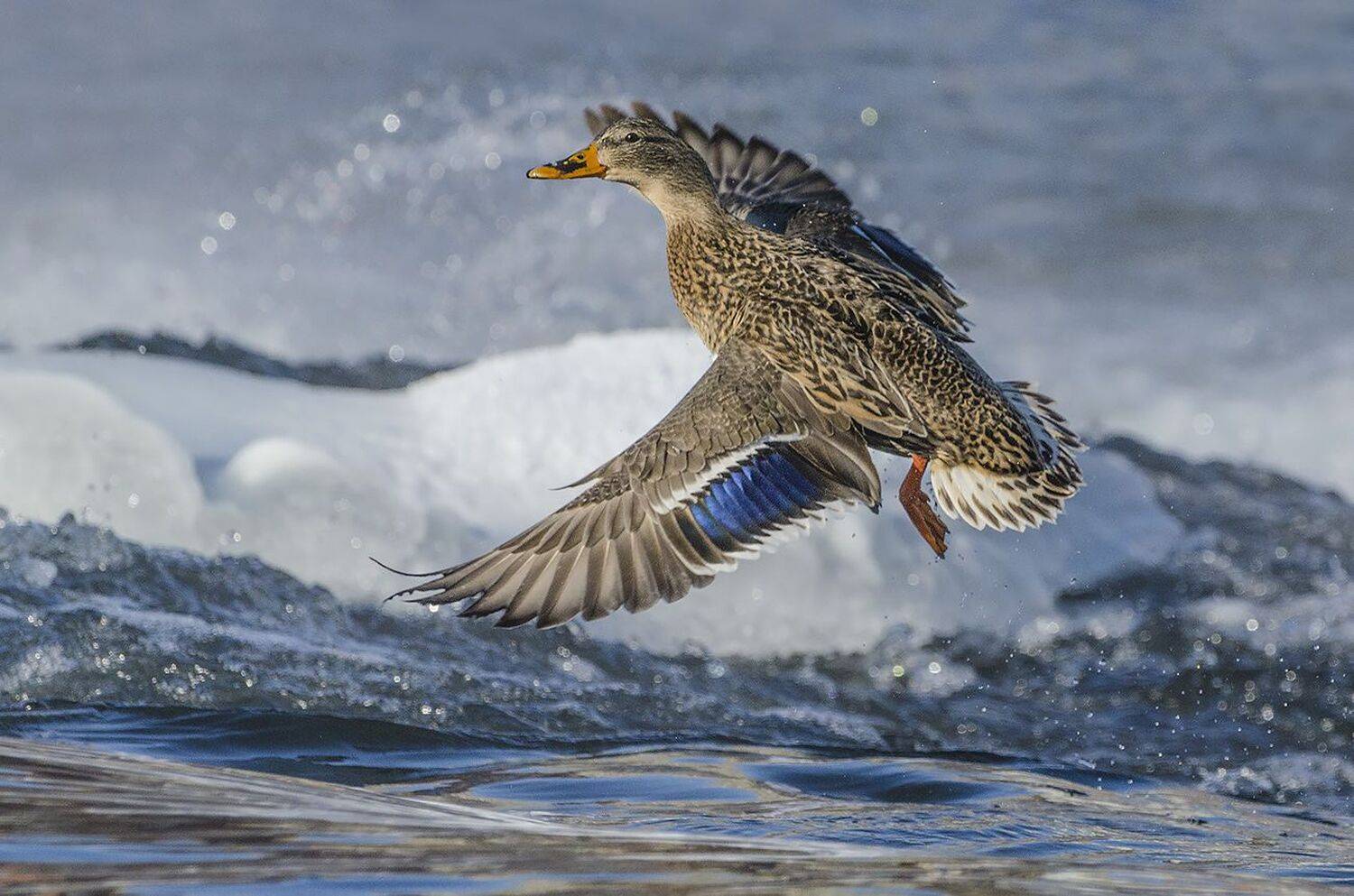 птица, утка, кряква, зимовка, Михаил Агеев