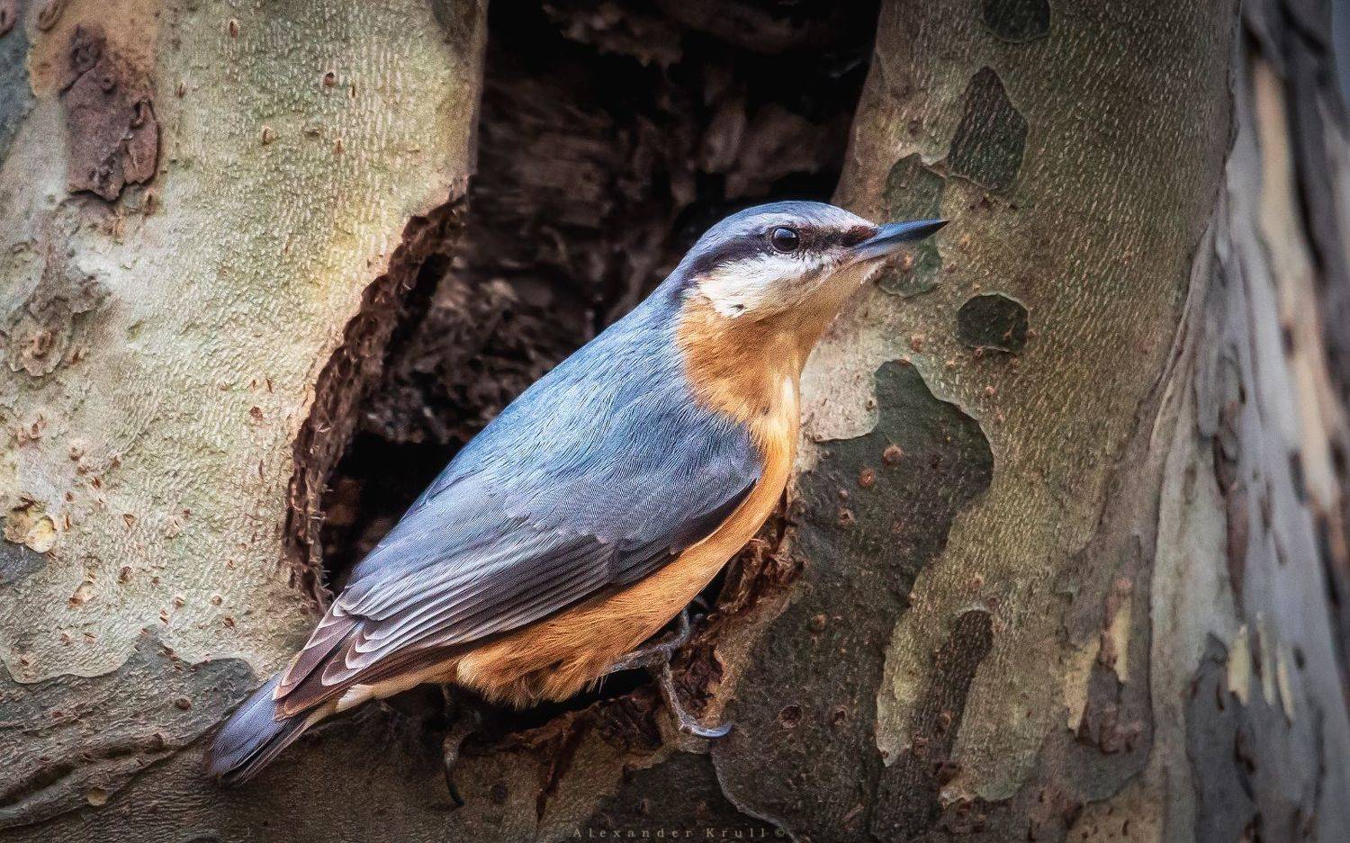 Дупловладелец. Автор: Круль Александр , Круль Александр