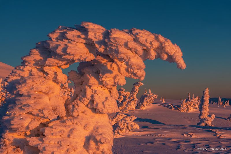 рассвет, оранжевый, апельсиновый, иней, гора курган, кедры, пихты, снег, шерегеш, горная шория, сибирь Pro апельсиновое  утро фото превью