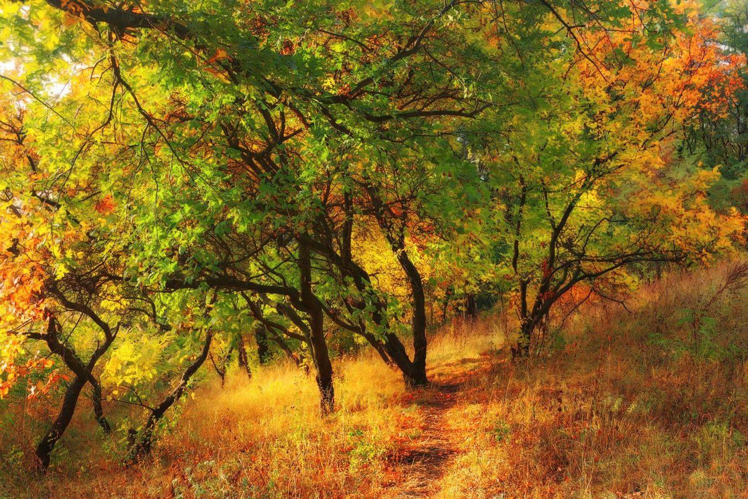 Осенними тропами.... Автор: Лысенко Сергей , Лысенко Сергей