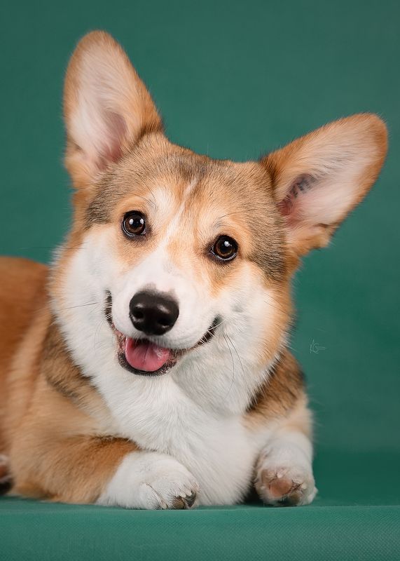 фото превью