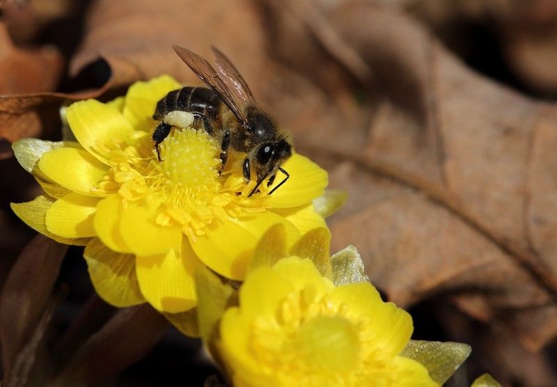пчела адонис амурский март владивосток остров русский Первая фото превью
