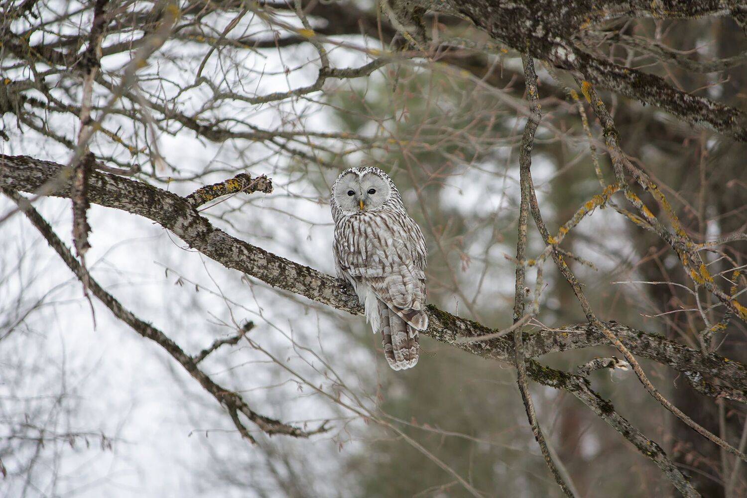 Длиннохвостая неясыть, или уральская неясыть (Strix uralensis).. Автор: КарОл , КарОл