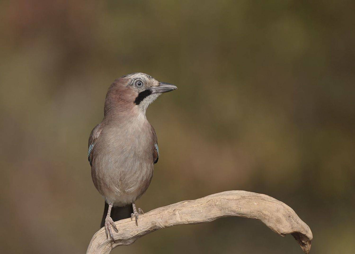 , Евгени Стефанов