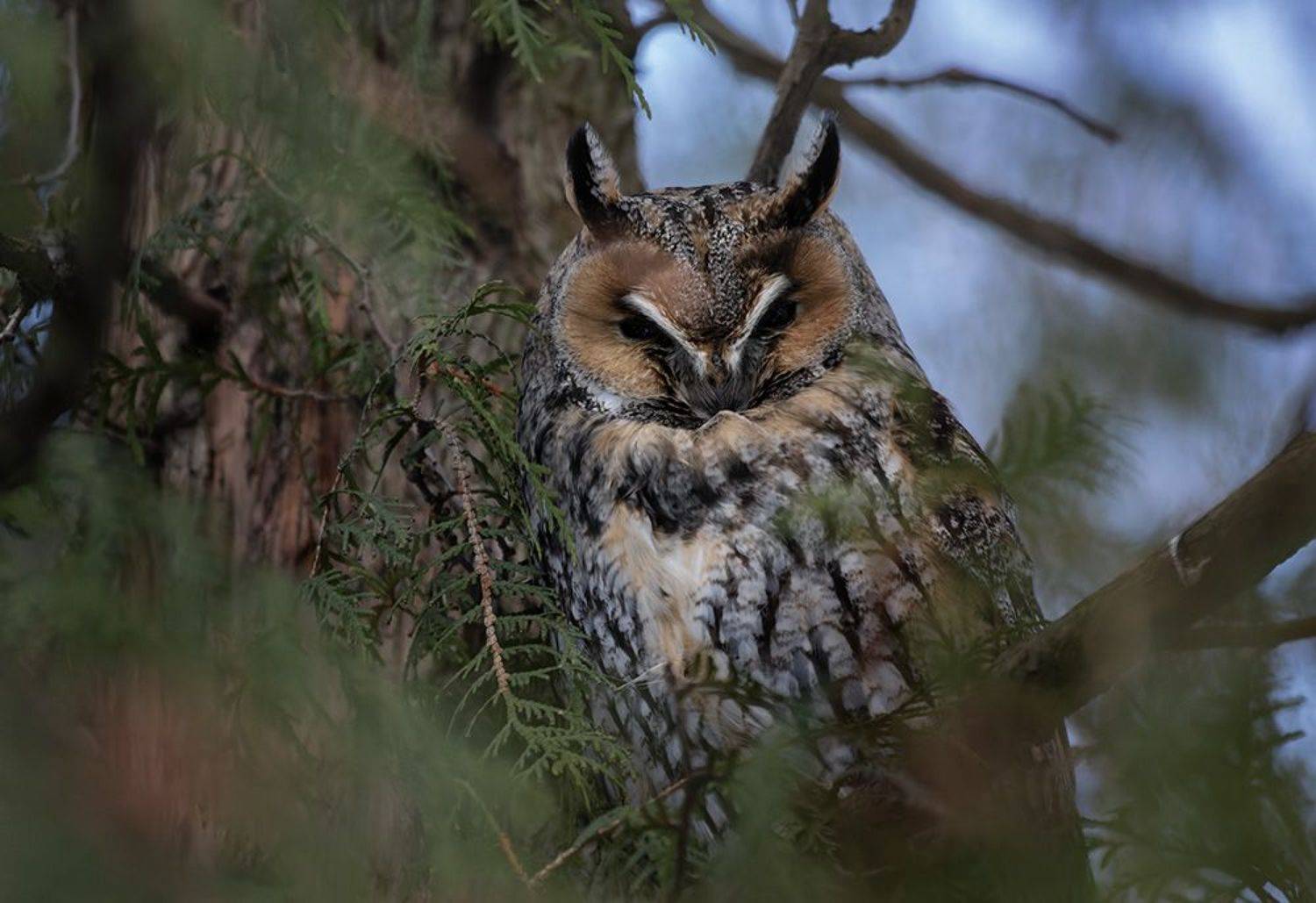 Ушастик. Автор: Светлана Холодняк сова, ушастая, дерево, ветка, Светлана Холодняк