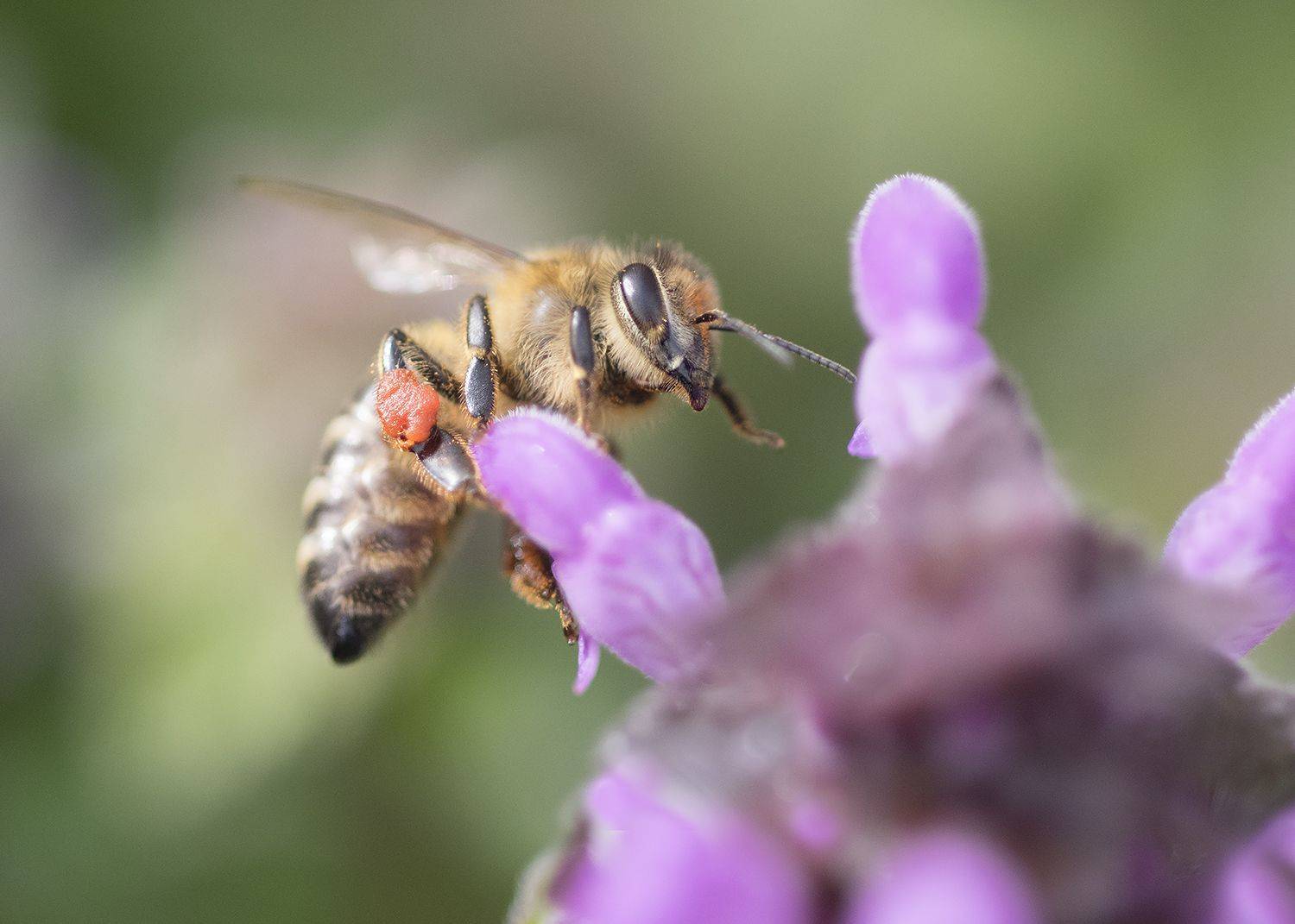 Весна. Автор: Евгени Стефанов , Евгени Стефанов