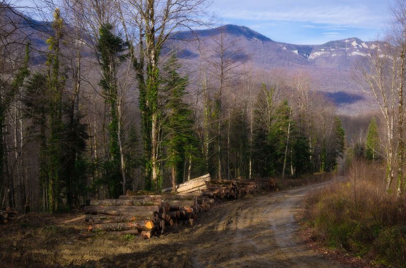 На делянкеphoto preview