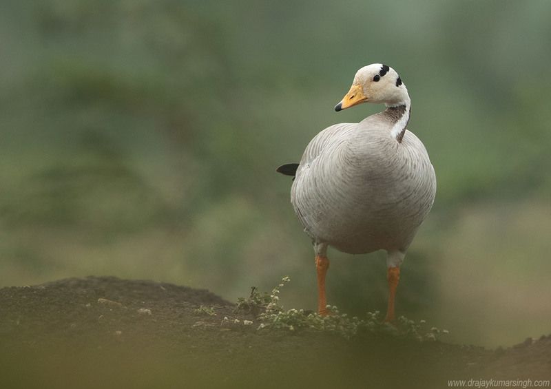 bar headed goose Bar-headed goosephoto preview
