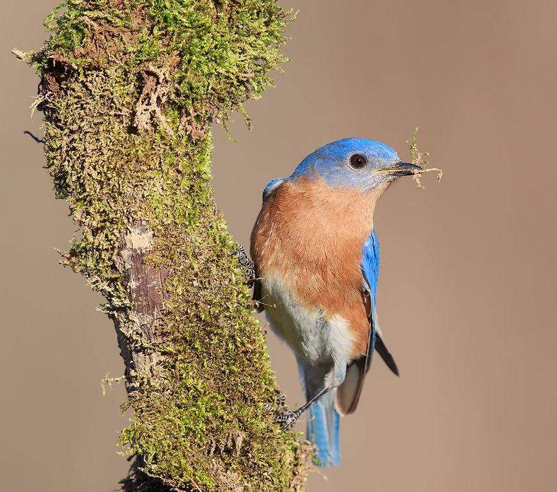 восточная сиалия, eastern bluebird,bluebird, весна Восточная сиалия. Sweetheart\'s time to build a nest!photo preview