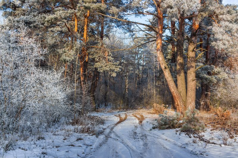 лес, деревья, зима, иней, природа photo preview