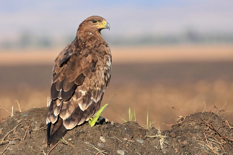 Орел степнойphoto preview