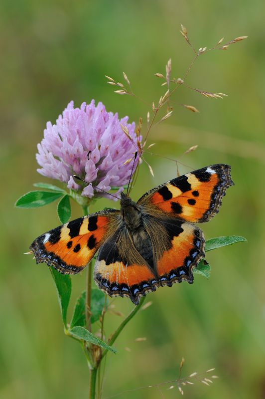 Краски лета.photo preview