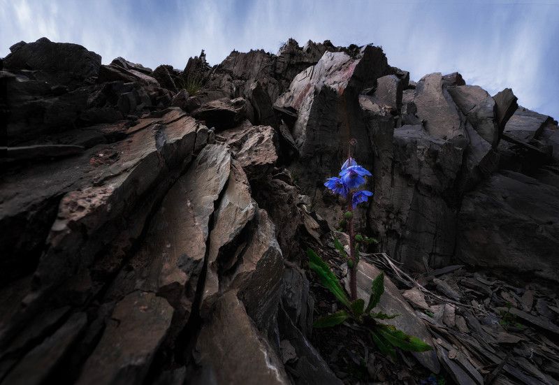 Meconopsisphoto preview