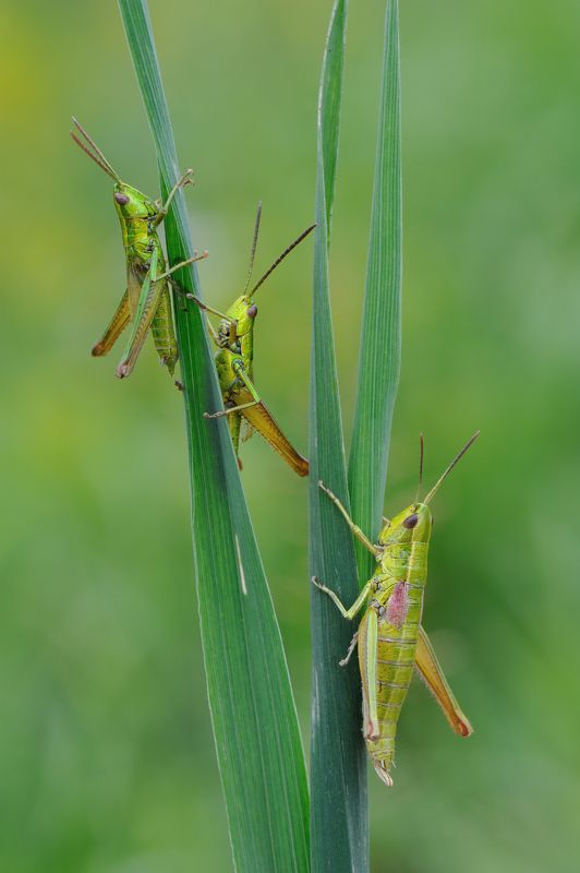Деревенские посиделки.photo preview