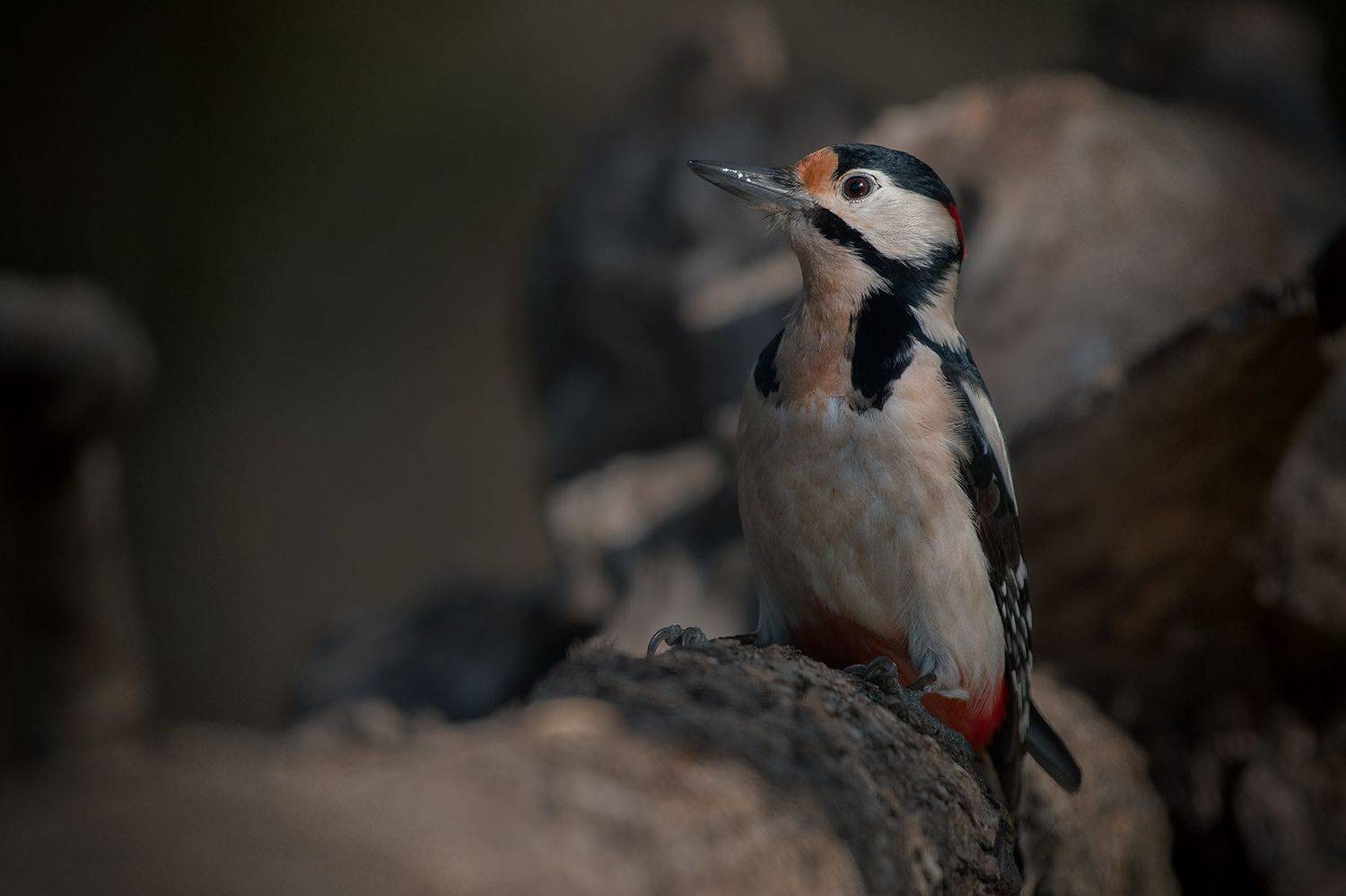 , Стефан Дянков