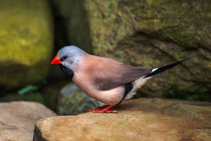 Острохвостая амадинаphoto preview