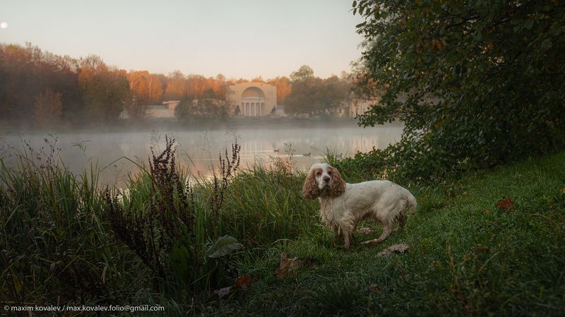 Europe, Kuzminki, Moscou, Moscow, Moscow region, Russia, animal, architecture, autumn, dog, fog, gauze, haze, morning, nature, park, pond, spaniel, stables, sunrise, water, yard, Европа, Кузьминки, Кузьминский верхний пруд, Москва, Московская область, Под По утренней росе осенней..photo preview