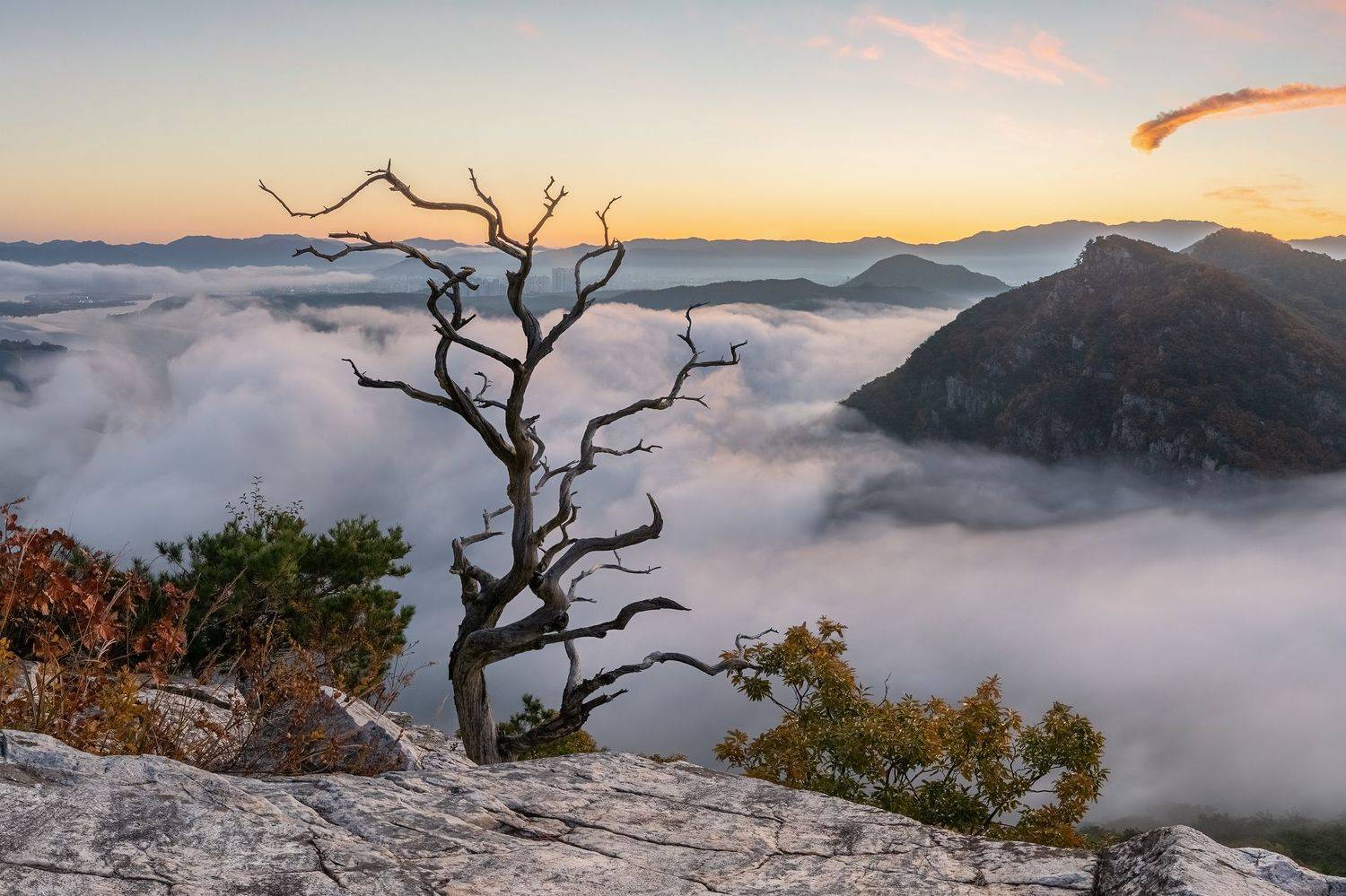 Tree spirit. Автор: Jaeyoun Ryu , Jaeyoun Ryu
