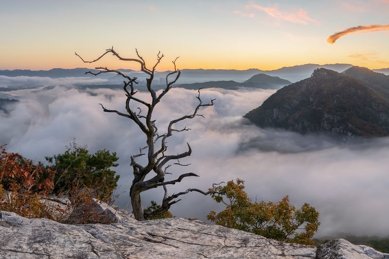 Tree spiritphoto preview