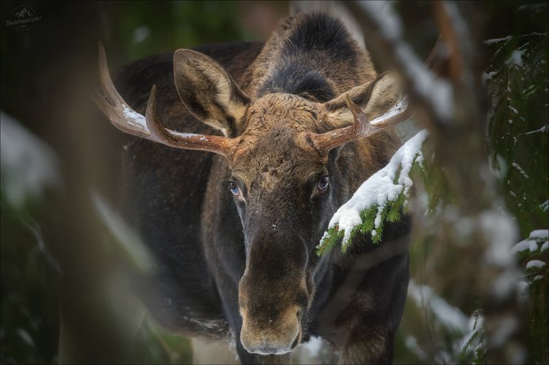 лось, красный бор, беларусь, фототур в красный бор, зима, moose, elk, фототуры 2024 Эти глаза напротив ..photo preview