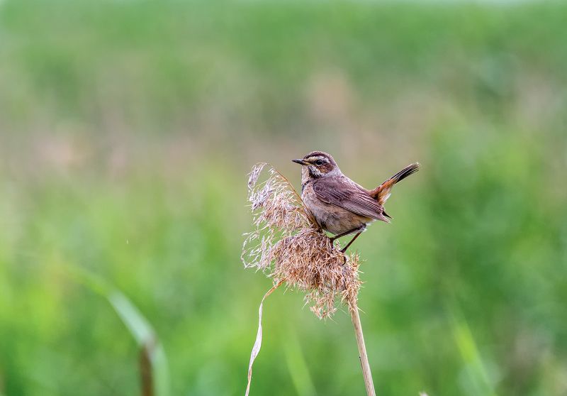 птица, варакушка, самка,  луг, варакушка..photo preview