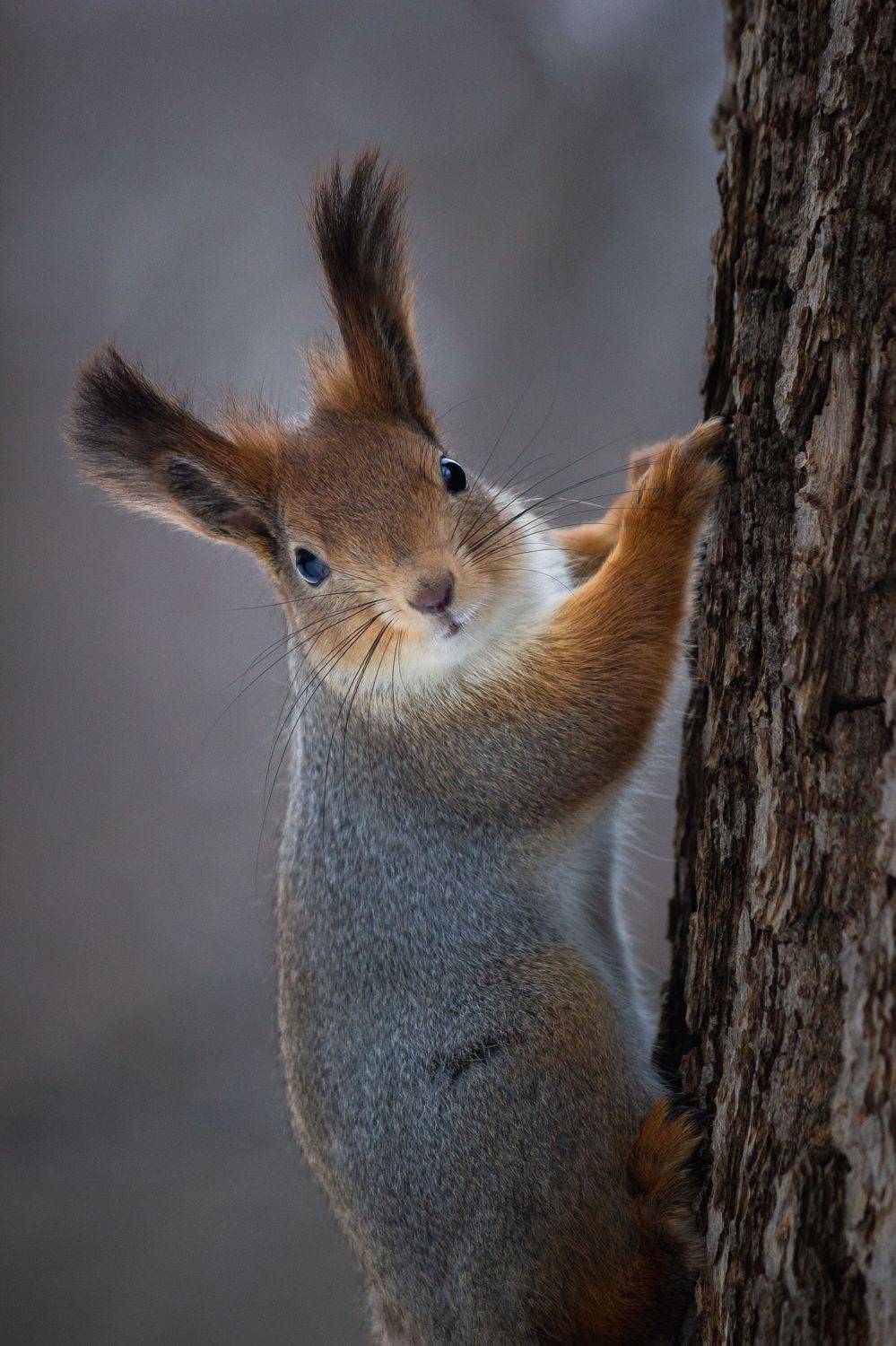 Белка. Автор: Елисеев Александр , Елисеев Александр