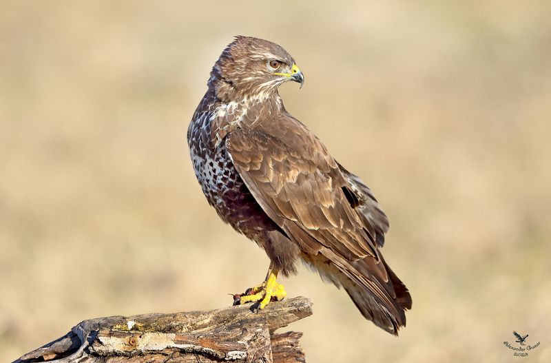 Канюк. фото превью