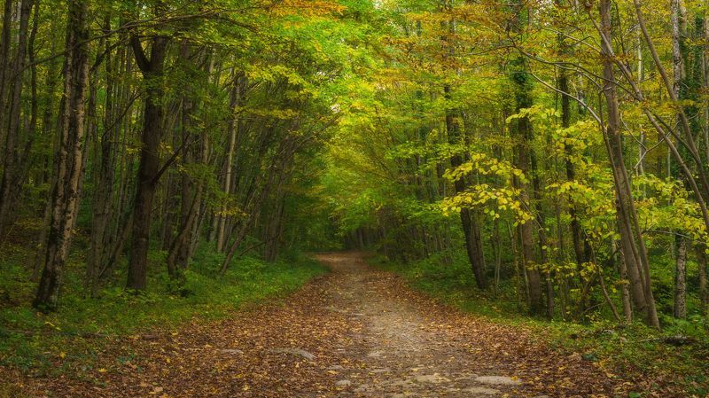 Осенняя дорога на залесенных склонах photo preview