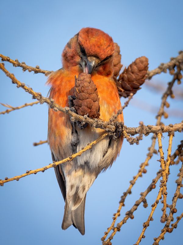 обыкновенный клёст, loxia curvirostra Лакомкаphoto preview