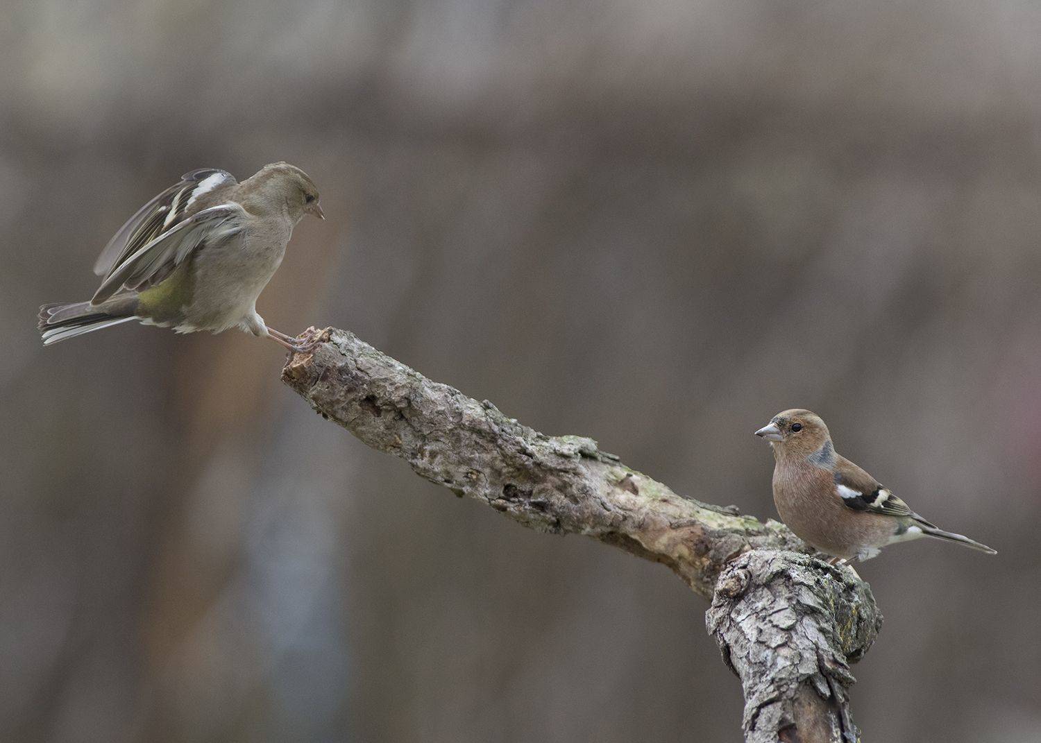 , Евгени Стефанов