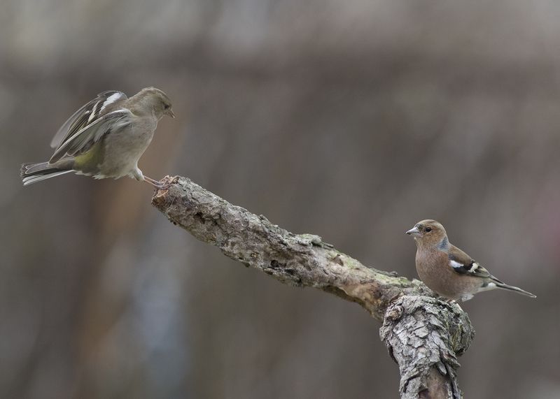 Зябликиphoto preview