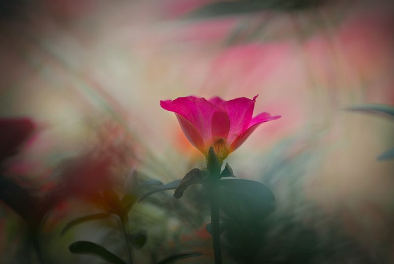 flower,macro.close,grass.beauty,nikon,pleace,love,light,details,petals,fragile,wild,field,water,drops,petals,hibiscus,rose,peace Flower Artphoto preview