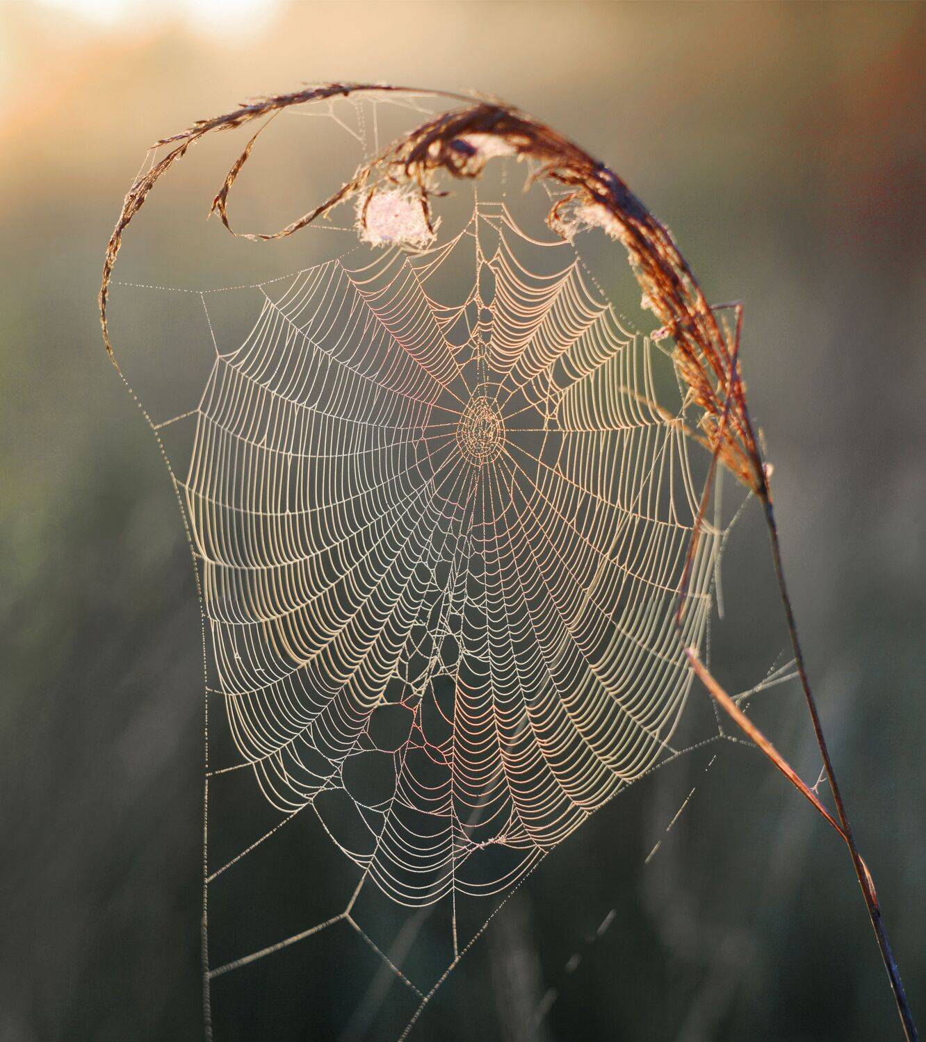 Паутинка. Автор: Александр Свистков лето , паутинка, Александр Свистков