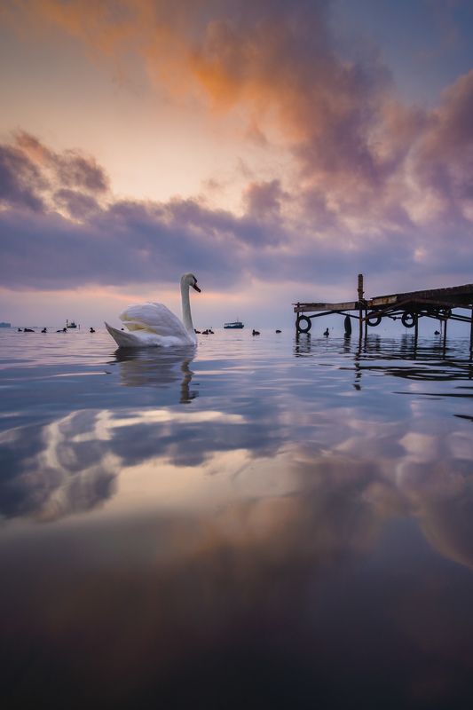 Лебединый рассветphoto preview