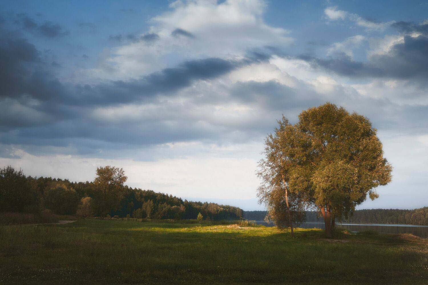 Одинокое дерево у реки. Автор: Валерий Вождаев лес, река, дерево, forest, river, tree, Валерий Вождаев
