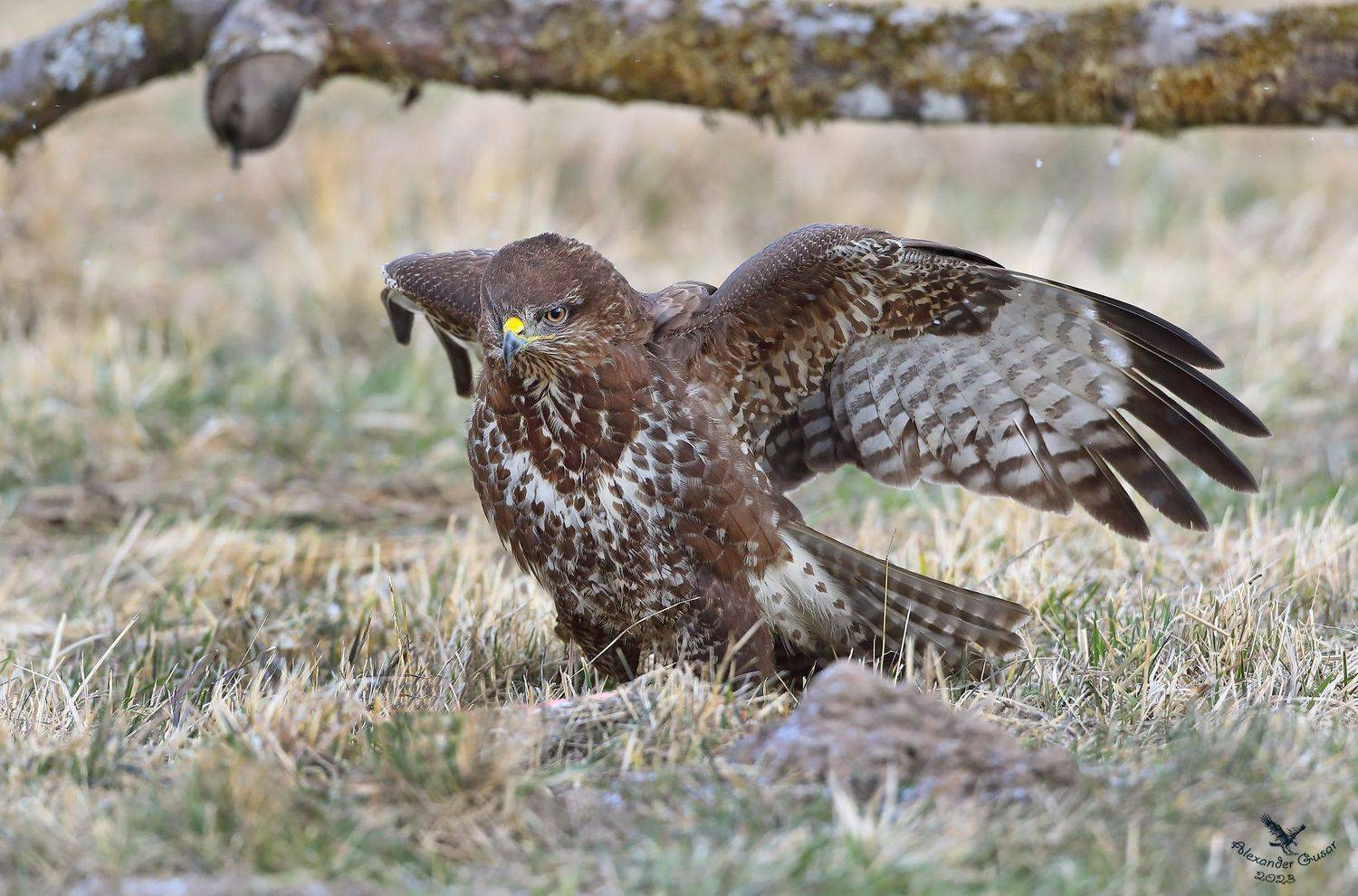 Посадка.. Автор: Гусар Александр , Гусар Александр