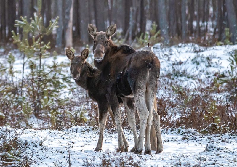 лось, лоси, лосенок, красный бор, беларусь, зима Семьяphoto preview