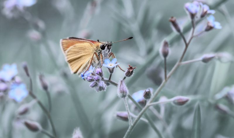 бабочка, толстоголовка, макро, незабудки, macro В стране незабудокphoto preview