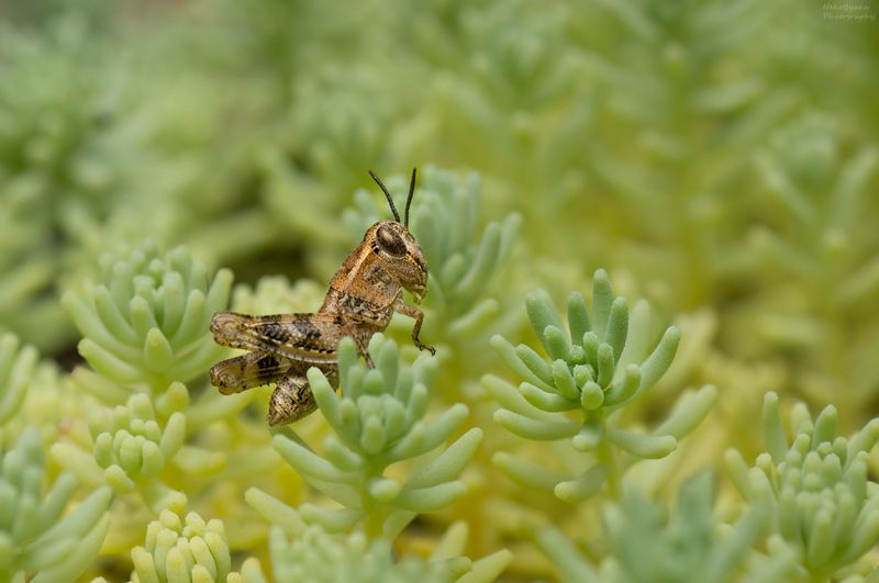 макро, природа, насекомые, кузнечик, зеленый, растения, суккуленты, лето,macro, nature, insects, grasshopper, green, plants, succulents, summer, \