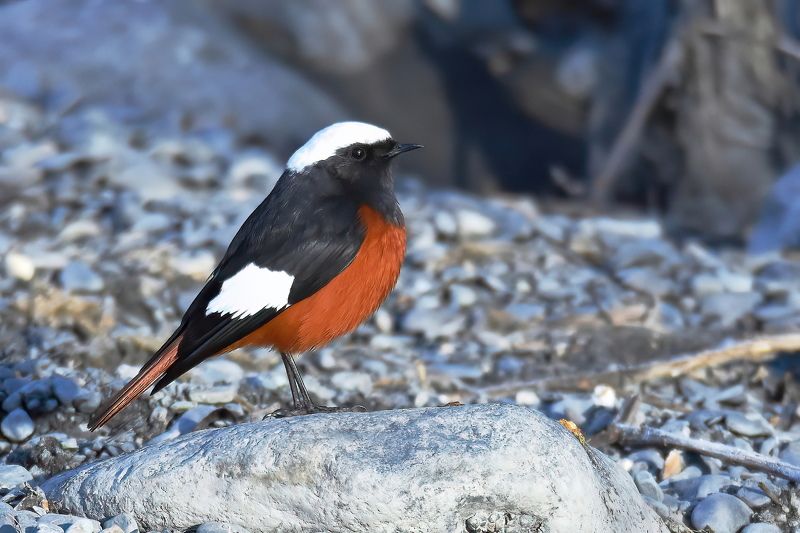 Краснобрюхая горихвосткаphoto preview