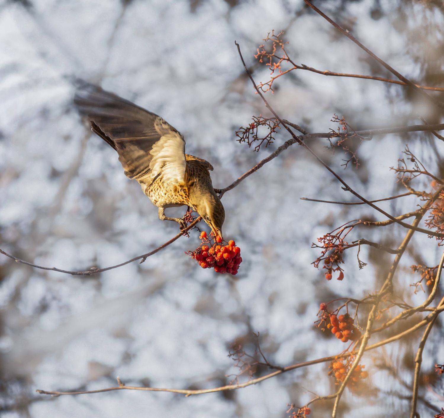птица, дрозд рябинник, ягода, рябина, снег, зима,, Марина Мочалова